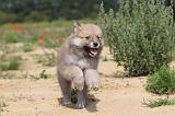 CHIEN FINNOIS DE LAPONIE 447